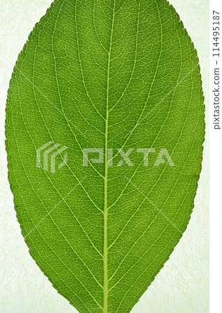 Nishiki Deutsuki (Nishiki Sokki) 的嫩葉和葉脈 114495187