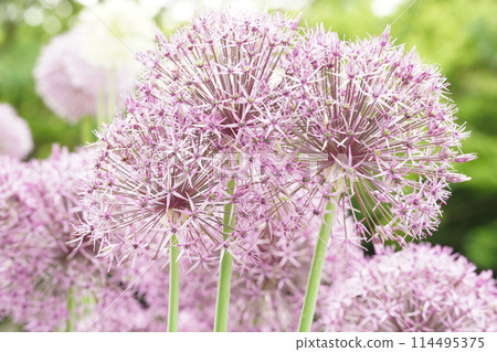 pink flowers are blooming pink flowers are blooming 114495375