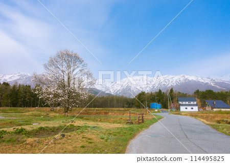 北阿爾卑斯山的小節花和殘雪[北安地區白馬村] 114495825