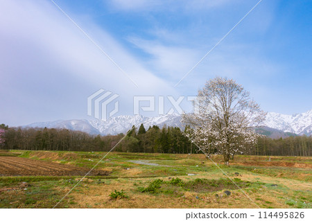 Magnolia flowers and remaining snow in the Northern Alps [Hakuba Village, Kitaazumi District] 114495826