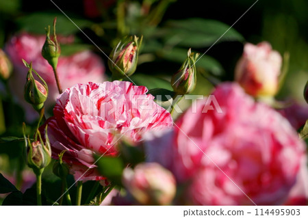 Red and White Roses Sentimental 2 114495903