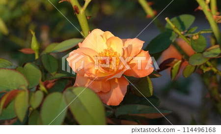 Pink roses blooming in the autumn rose garden Pink roses blooming in the autumn rose garden 114496168