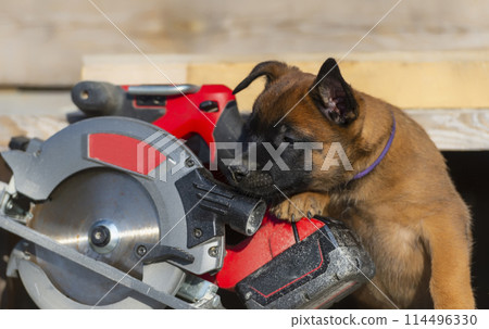Malinois puppy with electric circular saw on the background of a wooden house 114496330