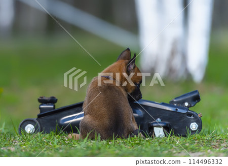 Belgian Shepherd Malinois puppy sniffing a car jack Belgian Shepherd Malinois puppy sniffing a car jack 114496332