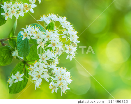 Sunlight filtering through the trees and Deutzia Sunlight filtering through the trees and Deutzia 114496813