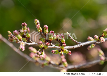 Cherry blossom buds about to bloom 114496833
