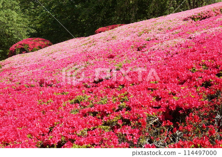 Red azalea flower Red azalea flower 114497000