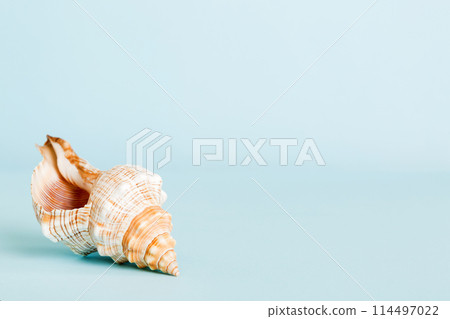 Summer time concept with sea shells or starfish on a table background with copy space for text Summer time concept with sea shells or starfish on a table background with copy space for text 114497022