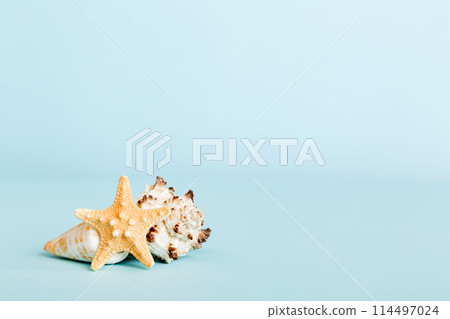 Summer time concept with sea shells or starfish on a table background with copy space for text Summer time concept with sea shells or starfish on a table background with copy space for text 114497024