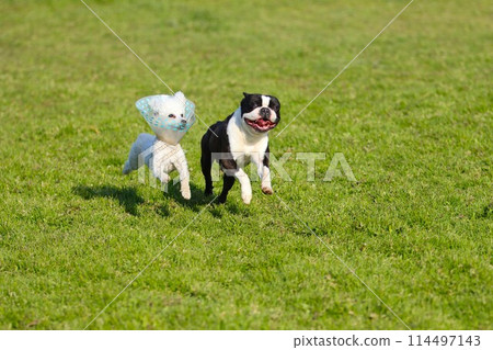 波士頓梗犬 Mighty 和玩具貴賓犬貝利跳跳 ♡ 波士頓梗犬 Mighty 和玩具貴賓犬貝利跳跳 ♡ 114497143