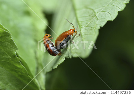 黃守瓜昆蟲交尾的特寫 114497226