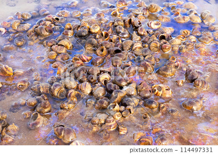 snails in the river with gasoline stains close up snails in the river with gasoline stains close up 114497331