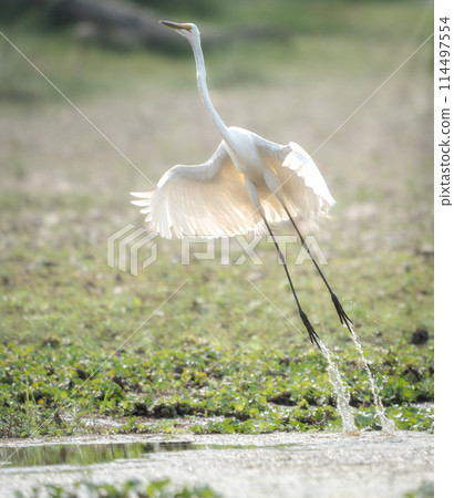 Great Egret Taking Flight Great Egret Taking Flight 114497554