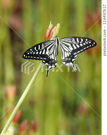 Swallowtails sucking flower nectar Swallowtails sucking flower nectar 114497617