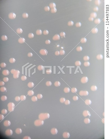 細菌菌落放大照片 114497883