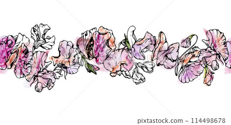 Hand drawn watercolor ink illustration botanical flowers leaves. Sweet everlasting pea, vetch bindweed legume. Seamless banner isolated on white background. Design wedding, love cards, floral shop Hand drawn watercolor ink illustration botanical flowers leaves. Sweet everlasting pea, vetch bindweed legume. Seamless banner isolated on white background. Design wedding, love cards, floral shop 114498678