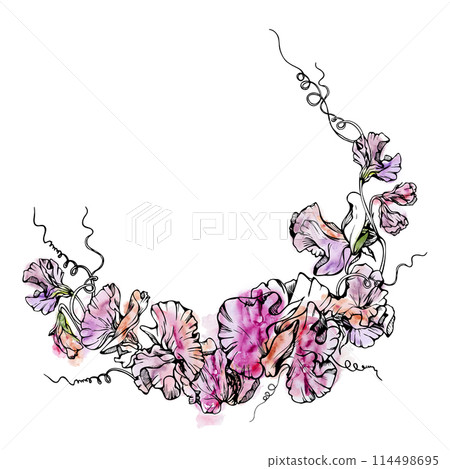 Hand drawn watercolor ink illustration botanical flowers leaves. Sweet everlasting pea, vetch bindweed legume tendrils. Circle wreath isolated white background. Design wedding, love cards, floral shop 114498695