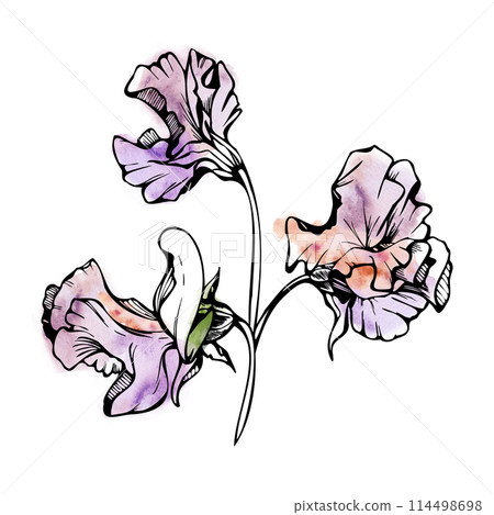 Hand drawn watercolor ink illustration botanical flowers leaves. Sweet everlasting pea, vetch bindweed legume. Branch bouquet isolated on white background. Design wedding, love cards, floral shop 114498698