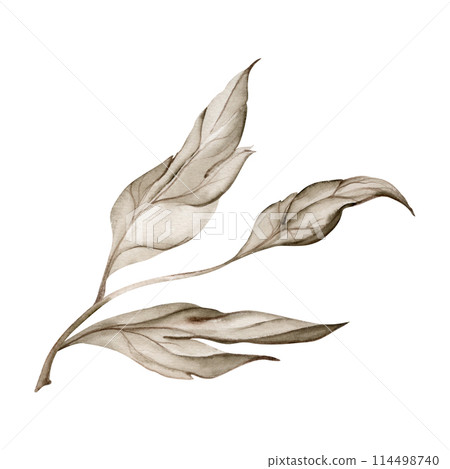 Hand drawn watercolor grisaille monochrome flower, bush, tree leaves, stems, branches. Single element isolated on white background. Invitations, wedding or greeting cards, floral shop, print, textile 114498740