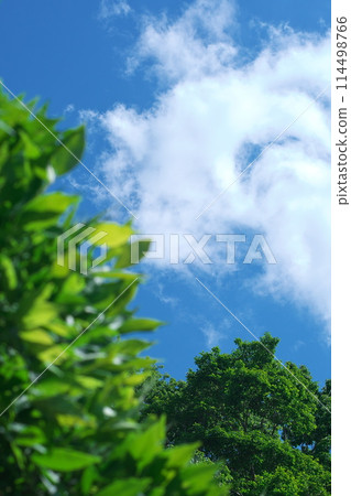 Blue sky and white clouds in early summer 114498766