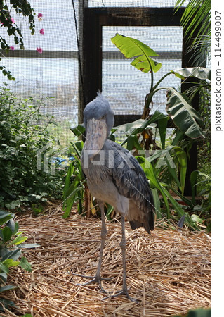 Shoebill Birds Kobe Animal Kingdom JR Sannomiya Station Kobe Sannomiya Station Hankyu Kobe Line Port Liner Shoebill Birds Kobe Animal Kingdom JR Sannomiya Station Kobe Sannomiya Station Hankyu Kobe Line Port Liner 114499007