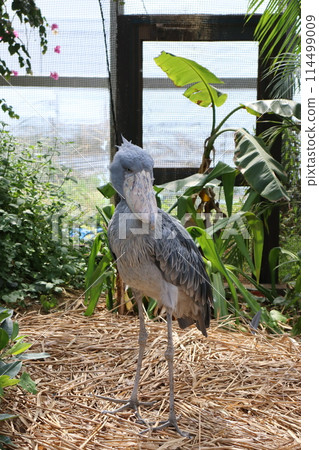 Shoebill Birds Kobe Animal Kingdom JR Sannomiya Station Kobe Sannomiya Station Hankyu Kobe Line Port Liner Shoebill Birds Kobe Animal Kingdom JR Sannomiya Station Kobe Sannomiya Station Hankyu Kobe Line Port Liner 114499009
