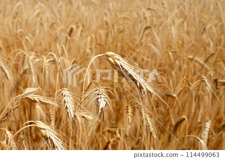 Wheat. Wheat field. Golden wheat field and sunny day. Flour. Ears of wheat on a background of the field. Shallow depth of field. Countryside landscape. 114499063
