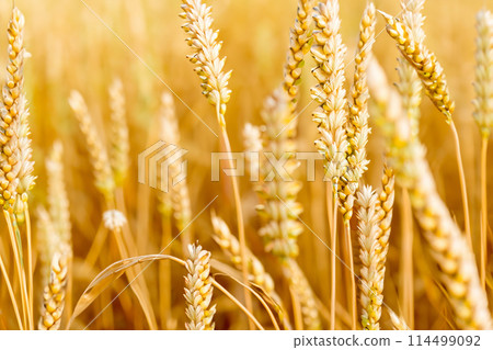 Wheat. Wheat field. Golden wheat field and sunny day. Flour. Ears of wheat on a background of the field. Shallow depth of field. Countryside landscape. Wheat. Wheat field. Golden wheat field and sunny day. Flour. Ears of wheat on a background of the field. Shallow depth of field. Countryside landscape. 114499092