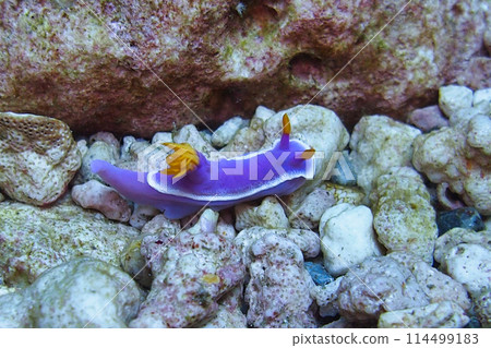 Beautiful sea slug Beautiful sea slug 114499183