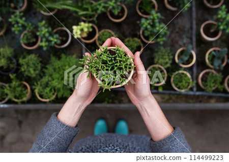 Small greenhouse business. Gardener holding potted succulent. Small greenhouse business. Gardener holding potted succulent. 114499223