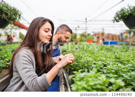 Female business owner and gardener preparing flowers and seedlings for customer. Small greenhouse business. Female business owner and gardener preparing flowers and seedlings for customer. Small greenhouse business. 114499240