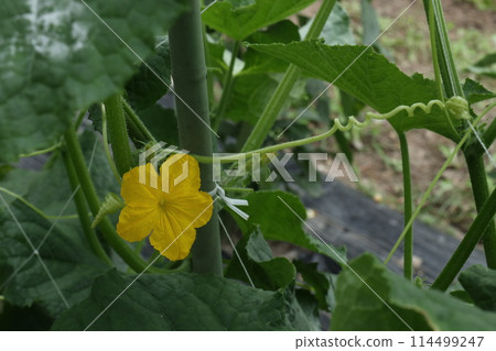 Cucumber flower and winding vine 114499247