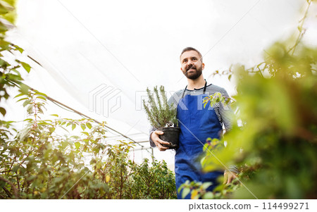 Small greenhouse business. Gardener potted plant, rosemary, standing in the middle of plants. Small greenhouse business. Gardener potted plant, rosemary, standing in the middle of plants. 114499271