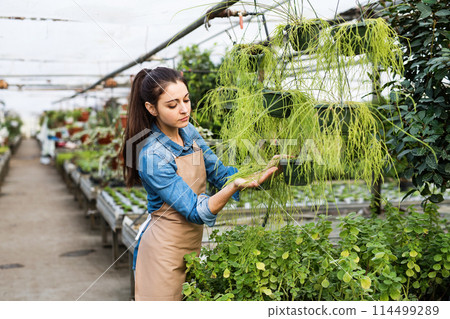 Small greenhouse business. Gardener inspecting flowers and seedlings, standing in the middle of plants with clipboard. Small greenhouse business. Gardener inspecting flowers and seedlings, standing in the middle of plants with clipboard. 114499289