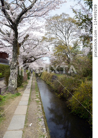 Spring on the Philosopher's Path, Sakyo Ward, Kyoto City Spring on the Philosopher's Path, Sakyo Ward, Kyoto City 114499299