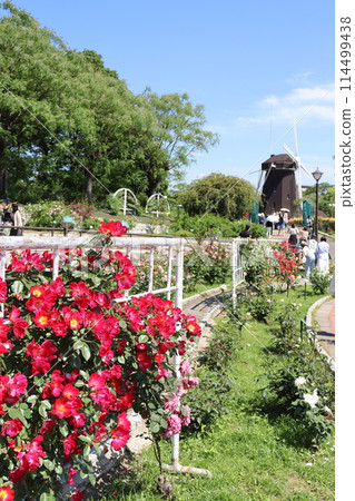 玫瑰 玫瑰 長堀鶴見綠地公園 長堀鶴見綠地線 玫瑰園 花語 春季公園 玫瑰 玫瑰 長堀鶴見綠地公園 長堀鶴見綠地線 玫瑰園 花語 春季公園 114499438