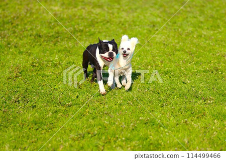 Mighty the Boston terrier and Bailey the toy poodle playing together in the grass ♡ 114499466
