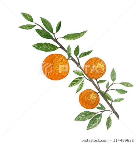 Orange fruit branch with leafs watercolor illustration isolated on white background. High quality hand drawn art for food design, packages, restaurant menu, natural organic food, label, logo and decor 114499658