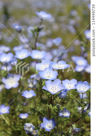 Nagahori Tsurumi Ryokuchi Park, Tsurumi Ward, Osaka City, Nemophila, windmill, food festival, blue sky, Nagahori Tsurumi Ryokuchi Line 114499739