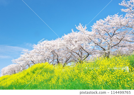 藍天和油菜田裡盛開的一排排櫻花樹 114499765