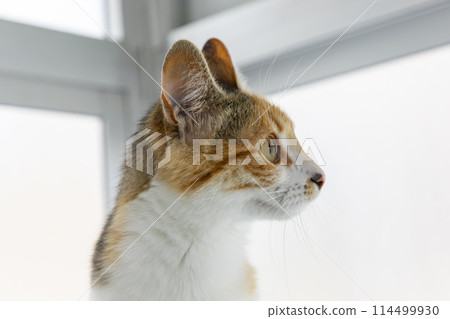 Cat. Cute cat looking at camera. Close up of orange and white cat. Cute cat sitting on the bed at home. Selective focus. Cat. Cute cat looking at camera. Close up of orange and white cat. Cute cat sitting on the bed at home. Selective focus. 114499930
