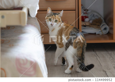 Cat. Cute cat looking at camera. Close up of orange and white cat. Cute cat sitting on the bed at home. Selective focus. 114499952
