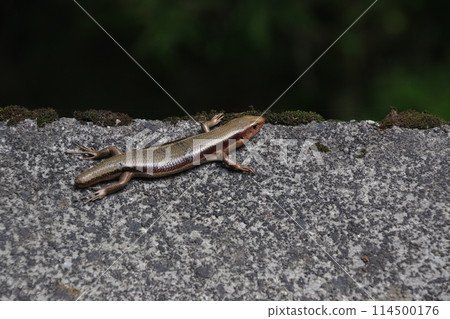 與殘破的尾巴的尾巴蜥蜴 114500176