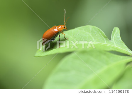 Close-up of an orange-yellow melon on green leaves 114500178