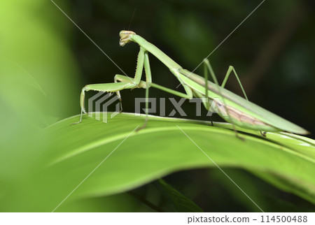A protective mantis feeding on a leaf A protective mantis feeding on a leaf 114500488