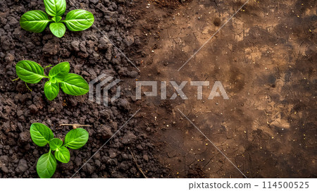 Young seedlings on fertile soil 114500525