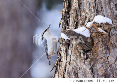 Nuthatch (photographed in Hokkaido) 114500536