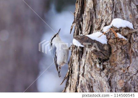 Nuthatch (photographed in Hokkaido) Nuthatch (photographed in Hokkaido) 114500545