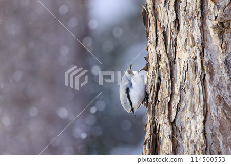 Nuthatch (photographed in Hokkaido) 114500553