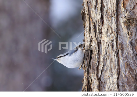 Nuthatch (photographed in Hokkaido) 114500559